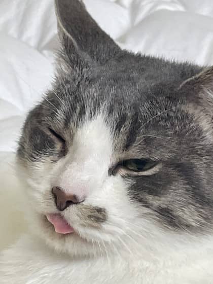 Charlie - Domestic Shorthair Mix available for adoption