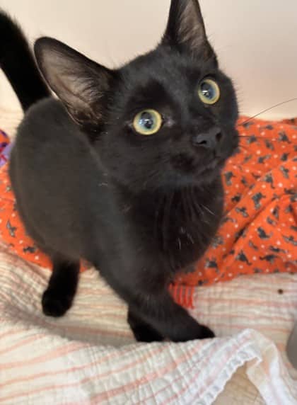 Reverend Clement - Domestic Shorthair Mix available for adoption