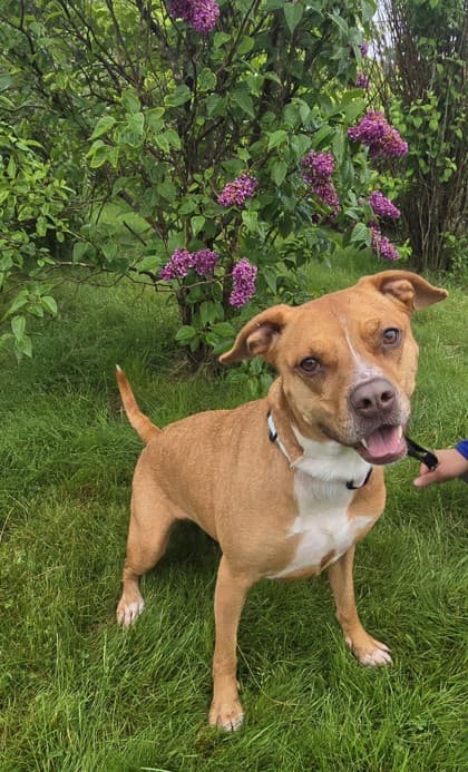 Maple - Terrier, Pit Bull Mix available for adoption