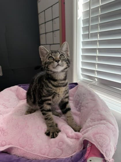 Banjo - Domestic Shorthair Mix cat available for adoption at Nova Scotia SPCA in Halifax