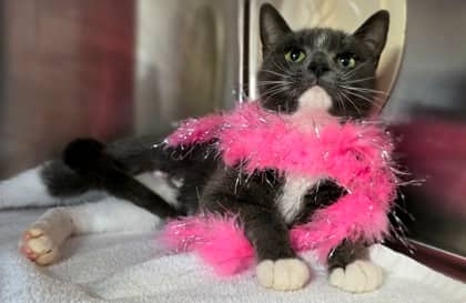 Pixel - Domestic Shorthair Mix cat available for adoption at Nova Scotia SPCA in Halifax