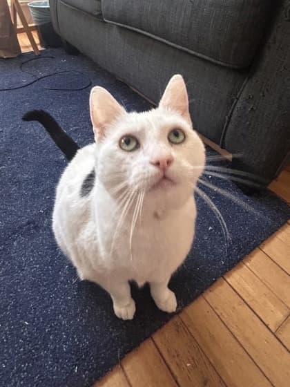 Kali - Domestic Shorthair Mix cat available for adoption at Nova Scotia SPCA in Halifax