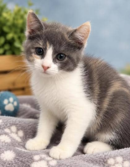 Seven - Domestic Shorthair Mix cat available for adoption at Nova Scotia SPCA in Halifax