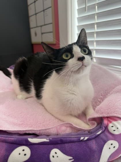 Gemma - Domestic Shorthair Mix cat available for adoption at Nova Scotia SPCA in Halifax