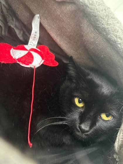 Duchess - Domestic Shorthair Mix cat available for adoption at Nova Scotia SPCA in Halifax