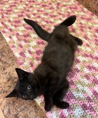 Pancake - Domestic Shorthair Mix cat available for adoption at Nova Scotia SPCA in Halifax