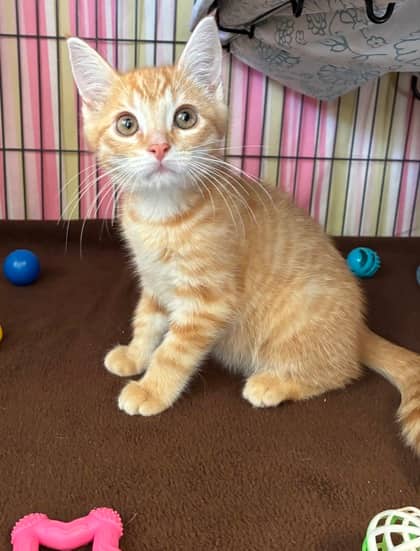 Bentley - Domestic Shorthair Mix available for adoption