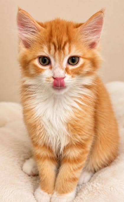 Moe - Domestic Longhair Mix cat available for adoption at Nova Scotia SPCA in Halifax