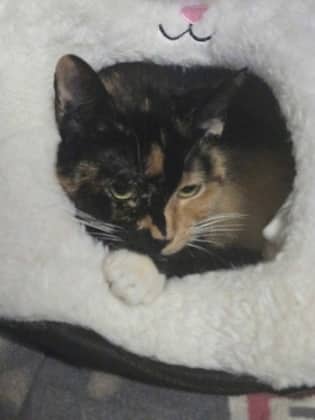 Vileda - Domestic Shorthair Mix available for adoption