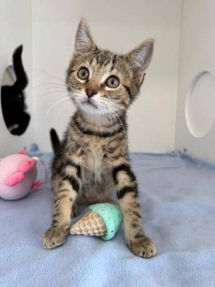 Cream Corn - Domestic Shorthair Mix cat available for adoption in Nova Scotia