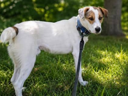 Bingo - Beagle Mix available for adoption at Nova Scotia SPCA in Halifax
