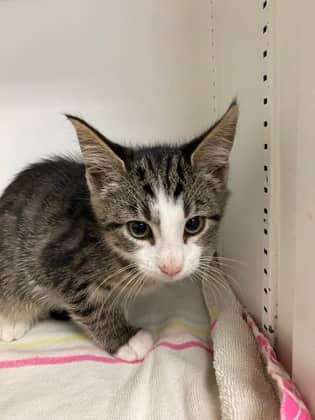 Taz - Domestic Shorthair Mix cat available for adoption at Nova Scotia SPCA in Halifax