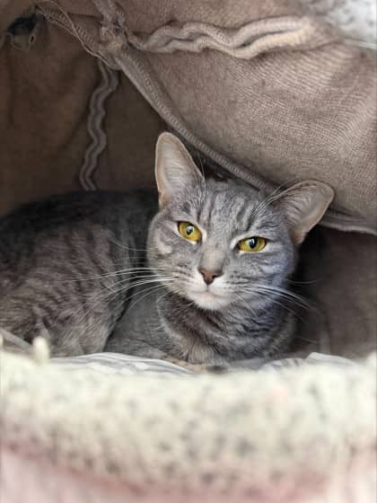Luna - Domestic Shorthair Mix cat available for adoption at Nova Scotia SPCA in Halifax