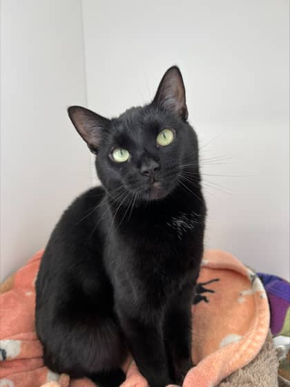 Raven - Domestic Shorthair Mix available for adoption