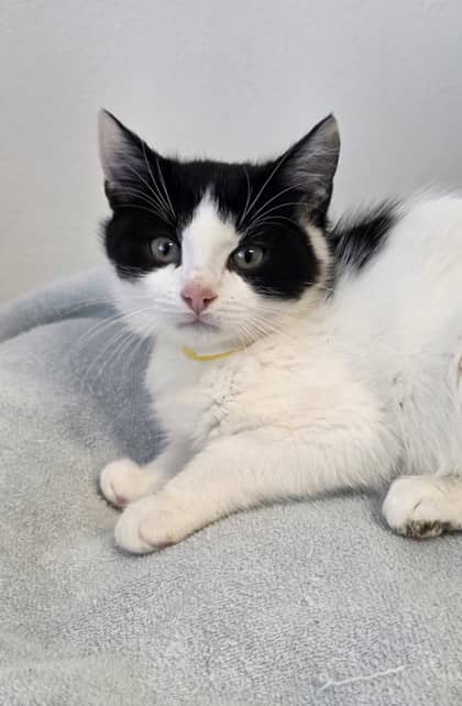 Rainy - Domestic Shorthair Mix available for adoption