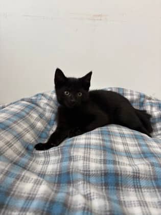 Uncle Fester - Domestic Shorthair Mix cat available for adoption at Nova Scotia SPCA in Halifax