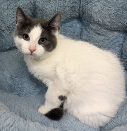 South - Domestic Shorthair Mix cat available for adoption at Nova Scotia SPCA in Halifax