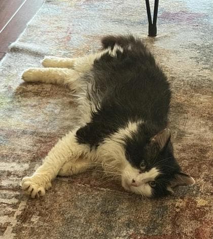 Ryan - Domestic Medium Hair Mix available for adoption