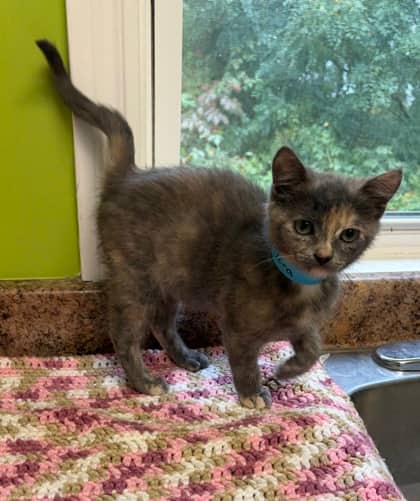 Flora - Domestic Shorthair Mix cat available for adoption at Nova Scotia SPCA in Halifax