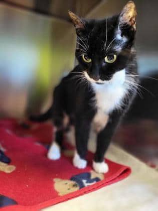 Tito - Domestic Shorthair Mix available for adoption