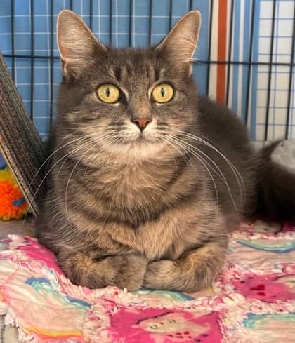 Marlowe - Domestic Medium Hair Mix available for adoption