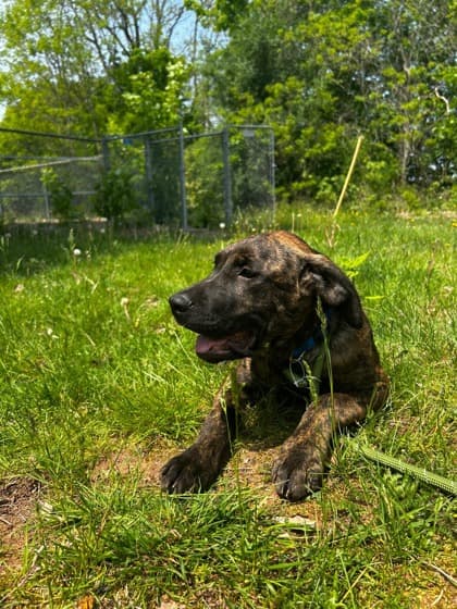 Goose - Cane Corso / Mastiff available for adoption in Calgary