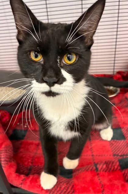 Moo - Domestic Shorthair Mix cat available for adoption at Nova Scotia SPCA in Halifax