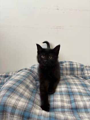 Ophelia - Domestic Shorthair Mix cat available for adoption at Nova Scotia SPCA in Halifax