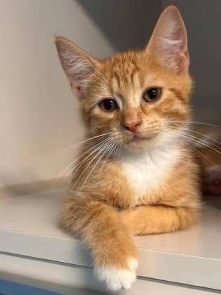 Tangerine - Domestic Shorthair Mix available for adoption