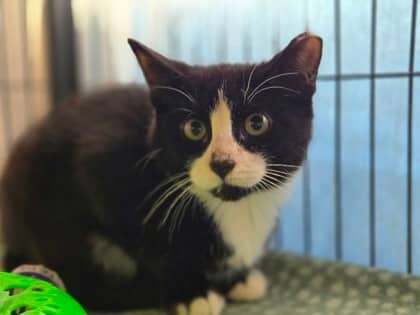 Roxas - Domestic Shorthair Mix cat available for adoption at Nova Scotia SPCA in Halifax