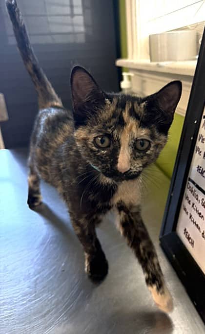 Velma - Domestic Shorthair Mix cat available for adoption at Nova Scotia SPCA in Halifax
