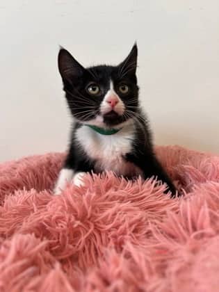 Simon - Domestic Shorthair Mix cat available for adoption at Nova Scotia SPCA in Halifax