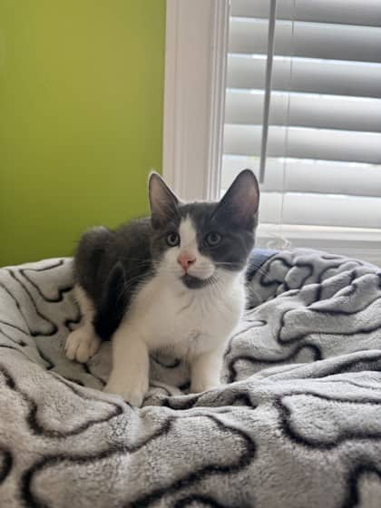 Dj - Domestic Shorthair Mix cat available for adoption at Nova Scotia SPCA in Halifax