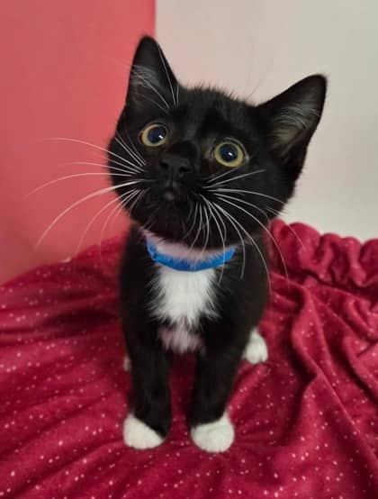 Socks - Domestic Shorthair Mix cat available for adoption at Nova Scotia SPCA in Halifax