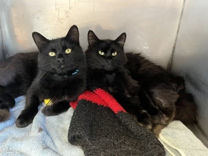 Larry - Domestic Medium Hair Mix available for adoption