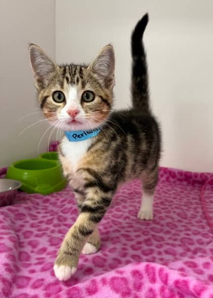 Periwinkle - Domestic Shorthair Mix cat available for adoption at Nova Scotia SPCA in Halifax