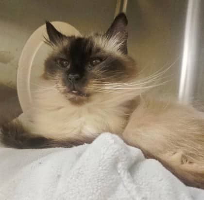 Smokey - Siamese Mix cat available for adoption at Nova Scotia SPCA in Halifax