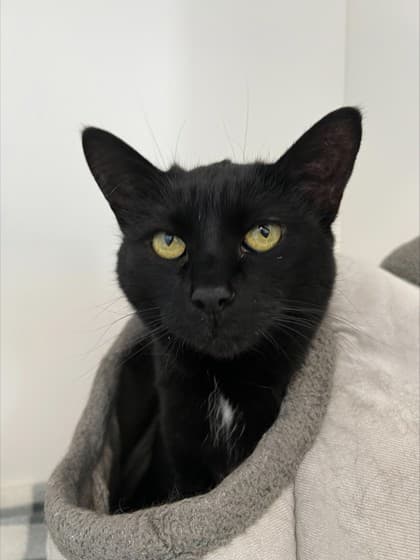 Duchess - Domestic Shorthair Mix available for adoption