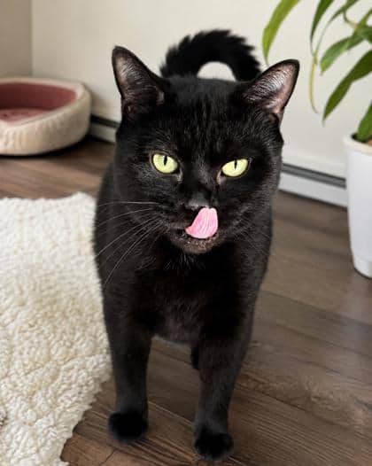 Olive - Domestic Shorthair Mix available for adoption