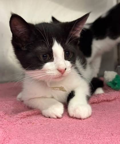 Christopher Robin - Domestic Medium Hair Mix available for adoption