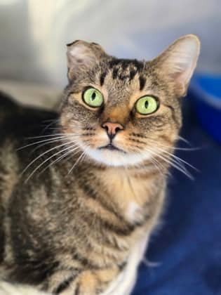 Clove - Domestic Shorthair Mix cat available for adoption in Nova Scotia