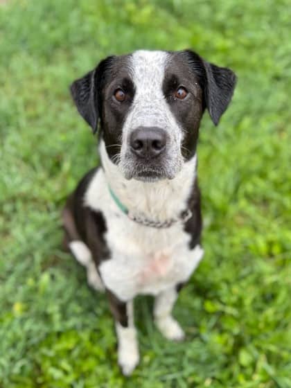Jasper - Retriever, Labrador Mix available for adoption in Nova Scotia