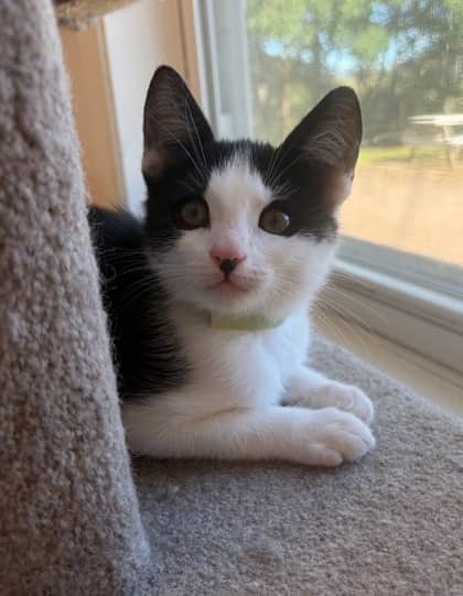 Flash - Domestic Shorthair Mix cat available for adoption at Nova Scotia SPCA in Halifax