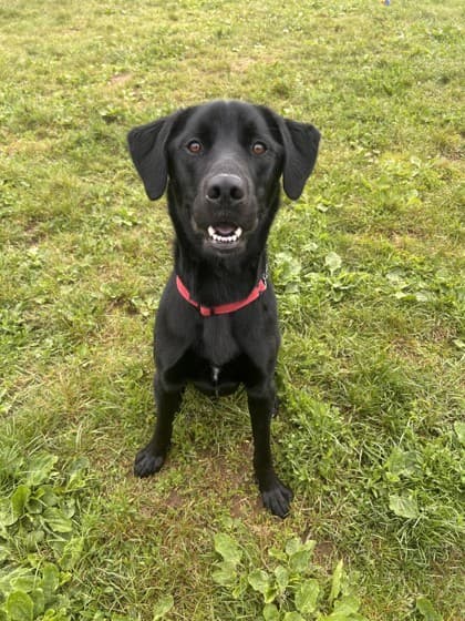 Cody - Retriever, Labrador Mix available for adoption