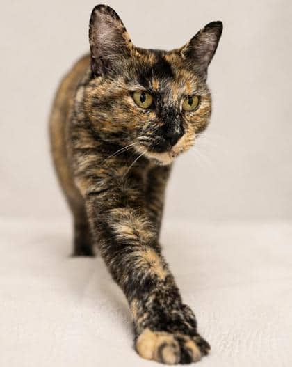 Little Miss - Domestic Shorthair Mix cat available for adoption at Nova Scotia SPCA in Halifax