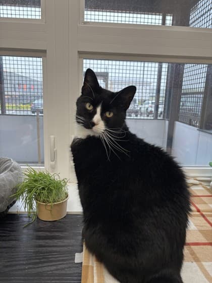 Ollie - Domestic Shorthair Mix cat available for adoption in Calgary