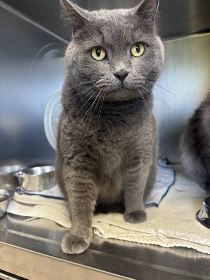 Nino *bonded to Kikka - British Shorthair Mix available for adoption