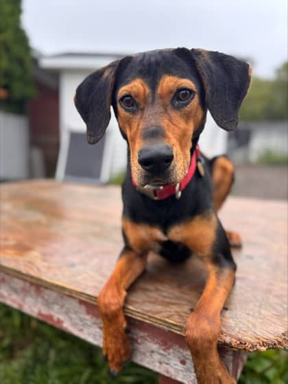 Dakota - Hound Mix available for adoption