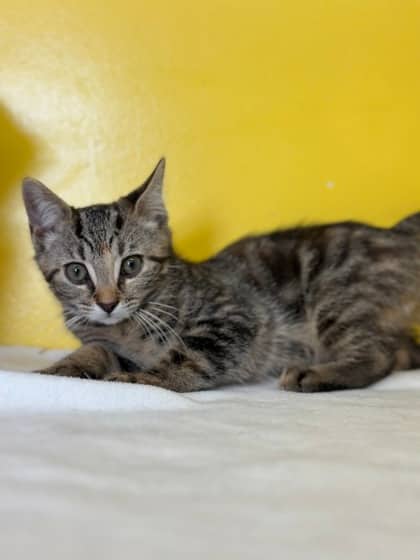 Nessie - Domestic Shorthair Mix available for adoption