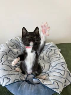 Flareon - Domestic Shorthair Mix cat available for adoption in Nova Scotia
